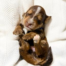 Tim (choc sable) - Sable male Bernedoodle puppy in Wamego, Kansas from Doodles of Oz