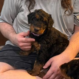 Liv - Black and tan female Airedale Terrier puppy in Thomasville, North Carolina from Beitzel Babies