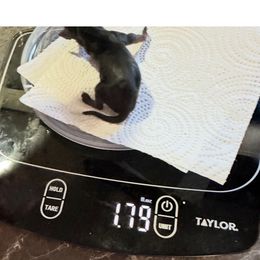 Girl 1 - Black and tan female Yorkshire Terrier puppy in Antlers, Oklahoma from Yorker Puppy Palace