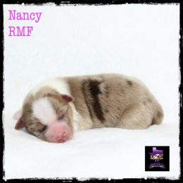 Nancy - Red merle Miniature Australian Shepherd puppy in Jacksonville, Texas from AG Toy & Mini Aussies