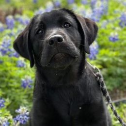 Boy 4 - male Labrador Retriever puppy in Hutto, Texas from Texas Bluebonnet Labs