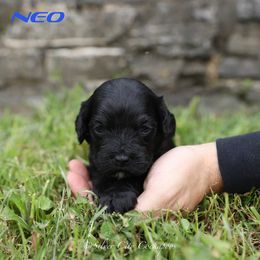 Neo - Black male Cockapoo puppy in Canastota, New York from Silver City Cockapoos