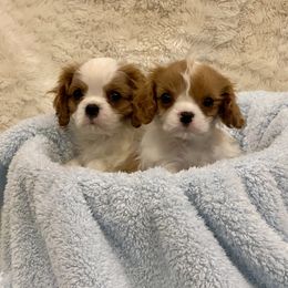 Cavalier King Charles Spaniel Puppies from Bluebonnet Cavaliers