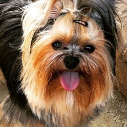 Yorkshire Terriers from IvyCane Yorkies