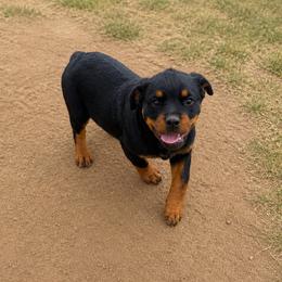 Lilly - Black and mahogany female Rottweiler puppy in Parker, Colorado from Denver Rotties