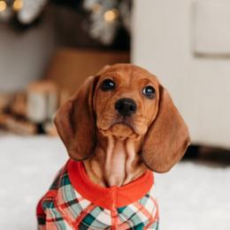 Dachshund Puppies from Pine & Pasture Dachshunds