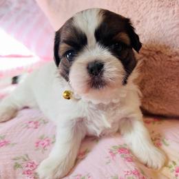 Julie - Gold and white female Shih Tzu puppy in Hemet, California from Aloha Shih Tzu