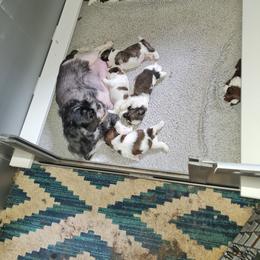 Boy 3 - Tricolor male Shih Tzu puppy in Bethlehem, Pennsylvania from Cinnamon's Shih Tzus