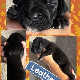 Leather - Black male Great Dane puppy in Wellsville, New York from Prophecy Danes