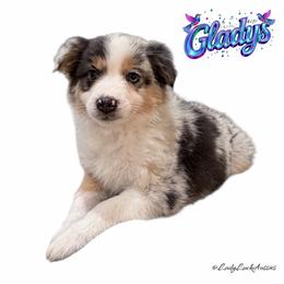 2nd Pick Blue Merle Female - Blue merle female Australian Shepherd puppy in Gainesville, Texas from Lady Luck Aussies