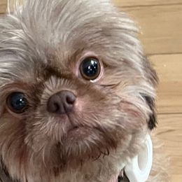 Cappuccino - Shih Tzu