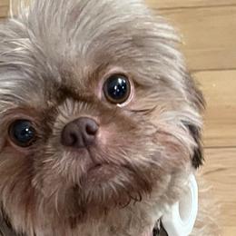 Cappuccino - Shih Tzu