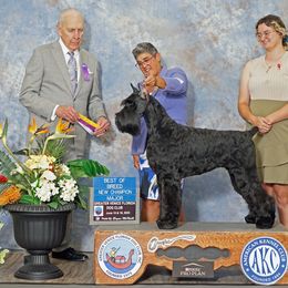 Bo - Giant Schnauzer