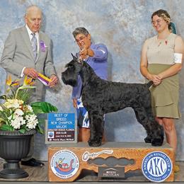 Bo - Giant Schnauzer