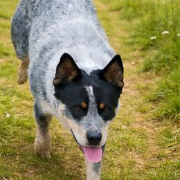 JACOB - Australian Cattle Dog