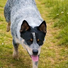 JACOB - Australian Cattle Dog
