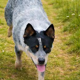 JACOB - Australian Cattle Dog