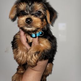 Sky Blue - Black and gold male Yorkshire Terrier puppy in Gilbert, Arizona from Yorkie Your Soulmate Puppy