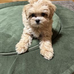 Goldendoodle, Maltipoo, and Yorkipoo Puppies from Doodle Pups Fur-Ever
