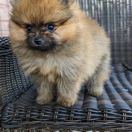 Pomeranian Puppies from Pop Off Pomeranians