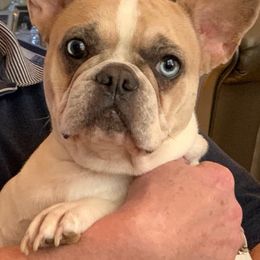 French Bulldogs from Allan's Frenchies