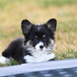 Bon Jovi - Black and tan female Pembroke Welsh Corgi puppy in Mona, Utah from Sorensen Corgis