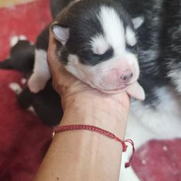 Thunder - Black and white male Siberian Husky puppy in Springfield, Massachusetts from 16acreshuskies