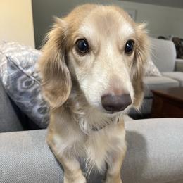 Coco - Cream male Dachshund puppy in Deland, Florida from Island Farms Dachshunds Florida