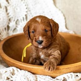 Briar (yellow) - Red  male Goldendoodle puppy in Apopka, Florida from The Classic Doodle