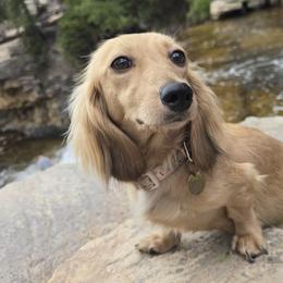 Dachshunds from Behive Doxies