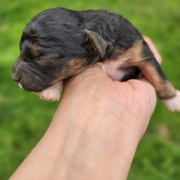 Cavapoo and Poodle Puppies from Blue Meadow Puppies