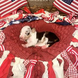 Goose - White merle female Catahoula Leopard Dog puppy in Slaton, Texas from M5 Catahoulas