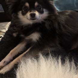 Bella - Pomeranian