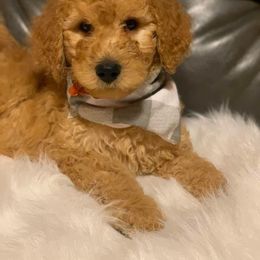 Goldendoodle and Labradoodle Puppies from Danie’s Darling Doodles