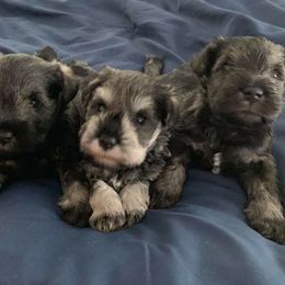 Miniature Schnauzer Puppies from Montage Miniature Schnauzers