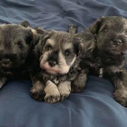 Miniature Schnauzer Puppies from Montage Miniature Schnauzers