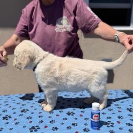 Boy 4 - Cobalt Blue - Light golden male Golden Retriever puppy in Mc Minnville, Tennessee from Wishaw Whisky Golden Retrievers