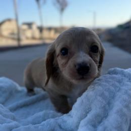 Female Cream Longhair - Cream female Dachshund puppy in El Paso, Texas from InnerVision K9 & Dachs