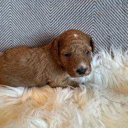 Didi - Apricot female Goldendoodle puppy in Davie, Florida from Daviegoldendoodles