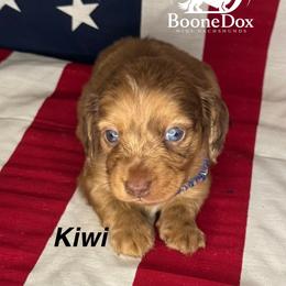 Kiwi - Dapple male Dachshund puppy in Lexington, Oklahoma from BooneDox Miniature Dachshunds