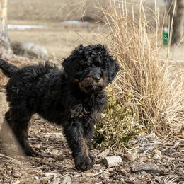 Aurora - Phantom female Bernedoodle puppy in Eureka, Illinois from Joley Aire Family Dogs