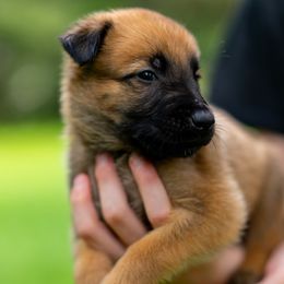 Knox - Fawn male Belgian Malinois puppy in Lincoln, Nebraska from Nebraska K9