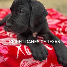 Lieutenant - Black male Great Dane puppy in Mc Kinney, Texas from Bright Danes of Texas