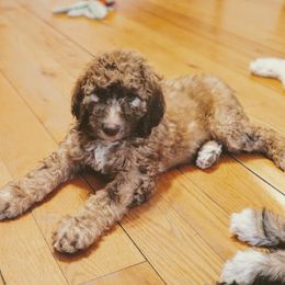 Bernedoodle and Bernese Mountain Dog Puppies from KEE Bernedoodles
