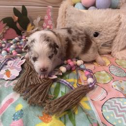 Spot on Tink - White and red merle female Border Collie puppy in Avondale, Louisiana from Spot On Border Collies