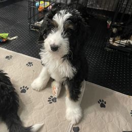Aussiedoodle and Bernedoodle Puppies from North 40 Doodles