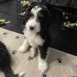 Aussiedoodle and Bernedoodle Puppies from North 40 Doodles