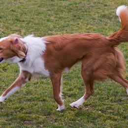 English Shepherd All Grown Up from Quixotic Shepherds