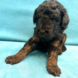 Gristle - Phantom male Goldendoodle puppy in Spokane, Washington from Goldendoodles on the Prairie