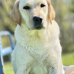 Lucy - Labrador Retriever